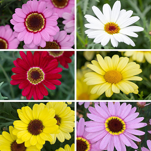 Argyranthemum Grandaisy Collection 