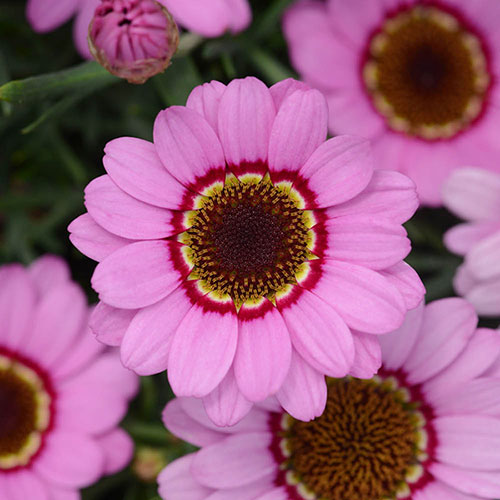 Argyranthemum Grandaisy Collection 
