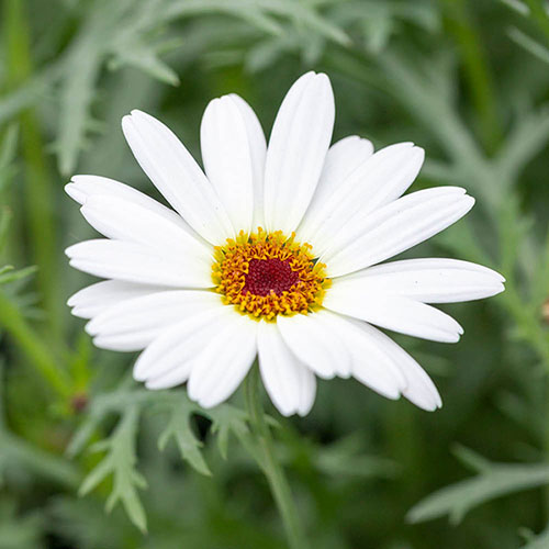 Argyranthemum Grandaisy Collection 