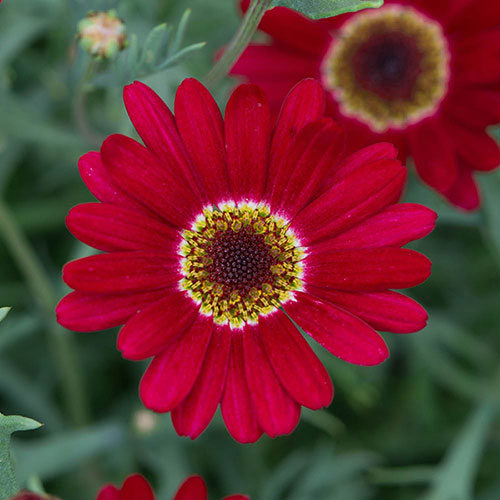 Argyranthemum Grandaisy Collection 