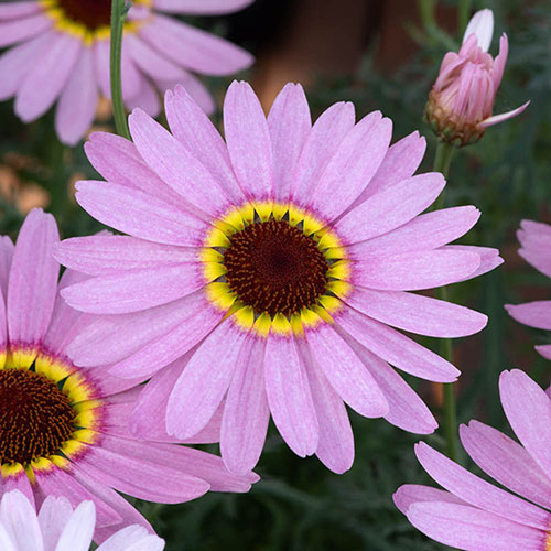 Argyranthemum Grandaisy Collection 