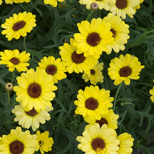 Argyranthemum Grandaisy Collection 