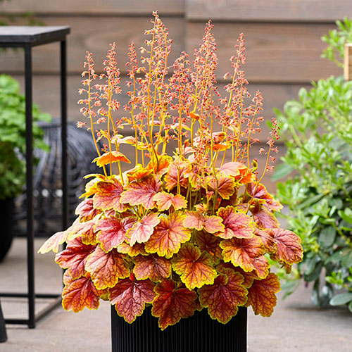 Heuchera Eternal Flame