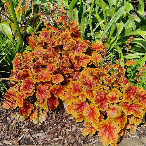 Heuchera Eternal Flame