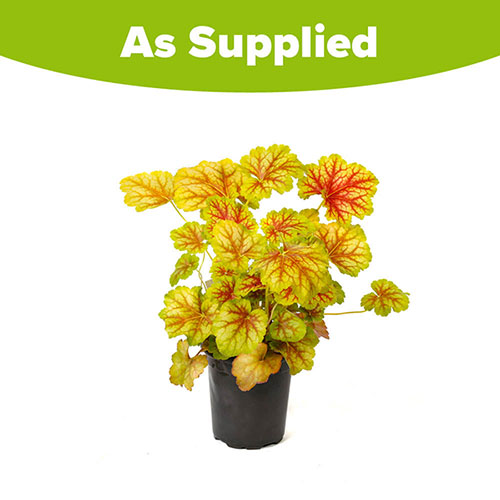 Heuchera Eternal Flame Heuchera Eternal Flame