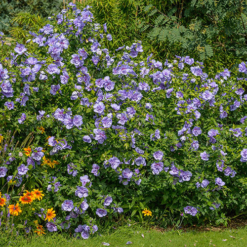 Hibiscus Blue Chiffon Hibiscus Blue Chiffon