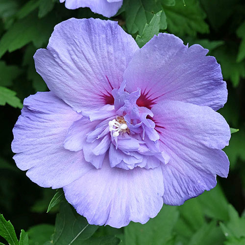 Hibiscus Blue Chiffon Hibiscus Blue Chiffon