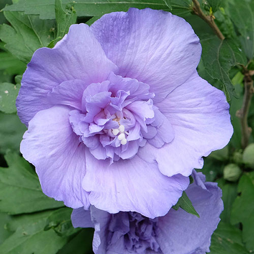 Hibiscus Blue Chiffon Hibiscus Blue Chiffon