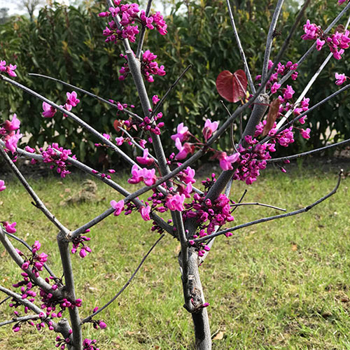 Cercis canadensis Merlot 