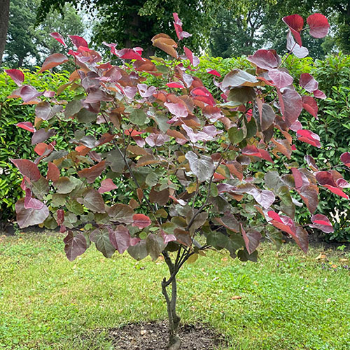 Cercis canadensis Merlot 