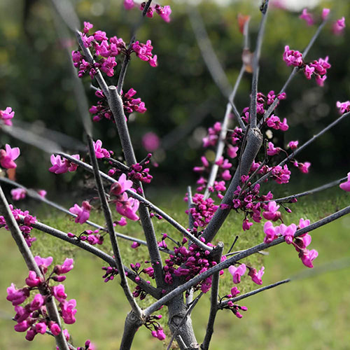 Cercis canadensis Merlot 