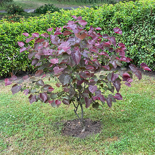 Cercis canadensis Merlot 