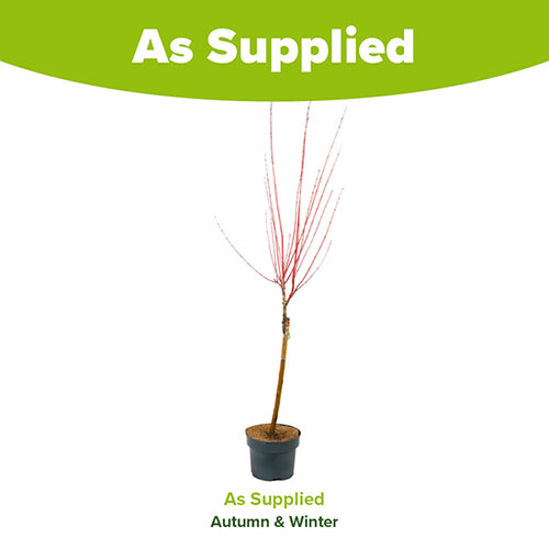 Flamingo Willow Standard Tree Flamingo Willow Standard Tree