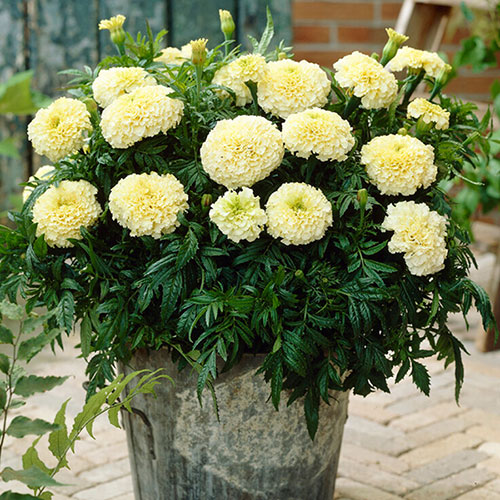 African Marigold Vanilla African Marigold Vanilla