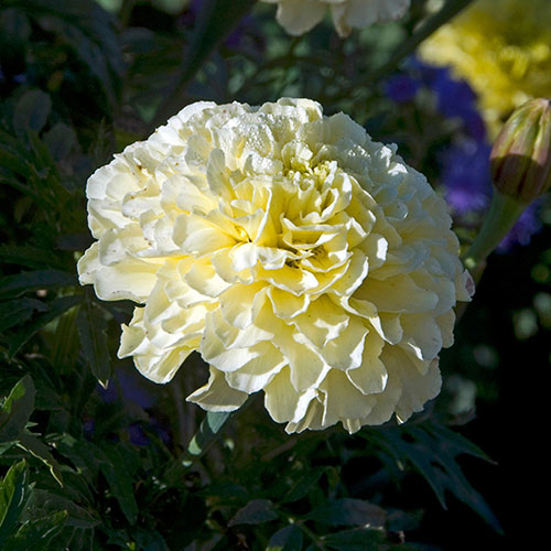 African Marigold Vanilla African Marigold Vanilla