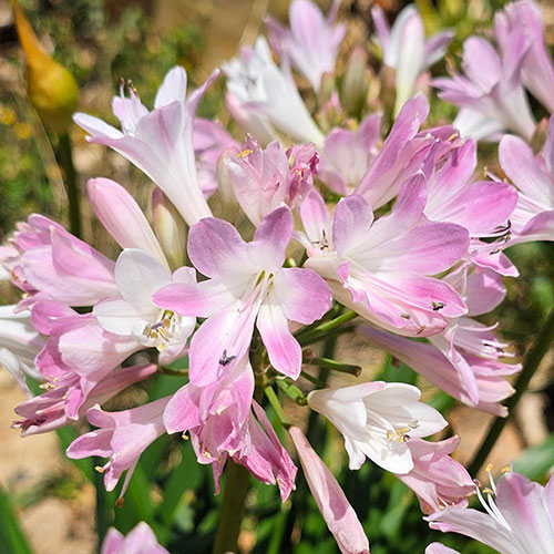 Agapanthus Blush Pink