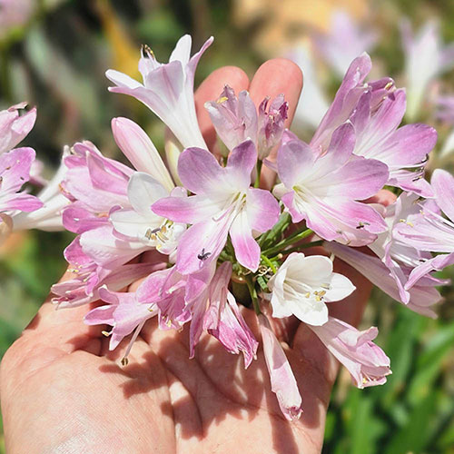 Agapanthus Blush Pink