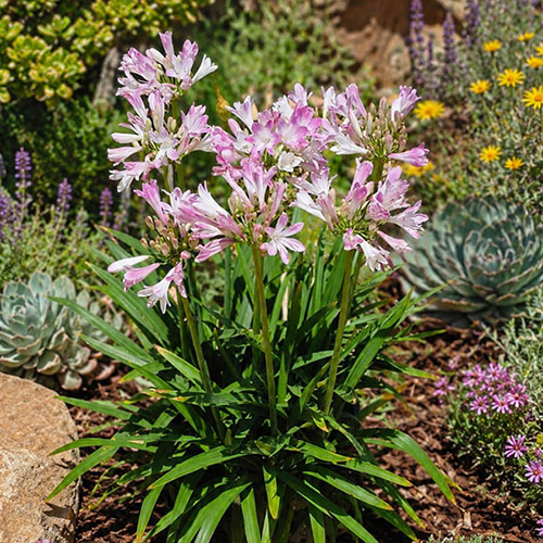 Agapanthus Blush Pink