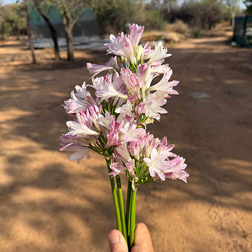 Agapanthus Blush Pink