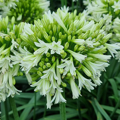 Agapanthus Emerald Ice Agapanthus Emerald Ice