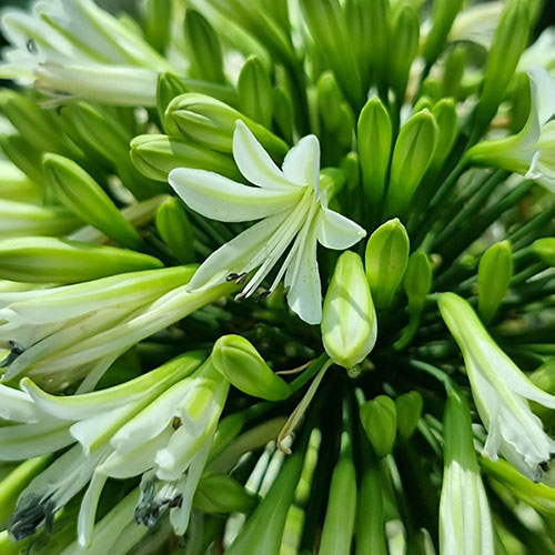 Agapanthus Emerald Ice Agapanthus Emerald Ice