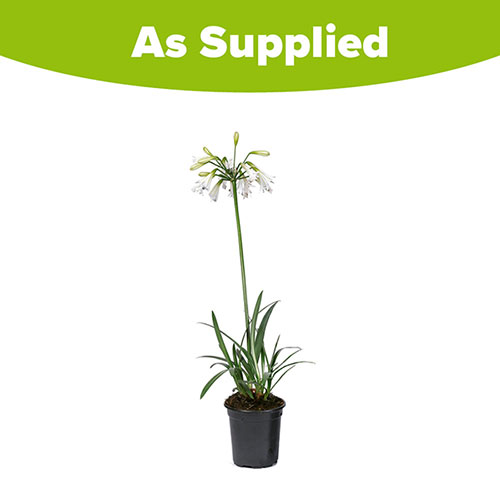 Agapanthus Emerald Ice Agapanthus Emerald Ice