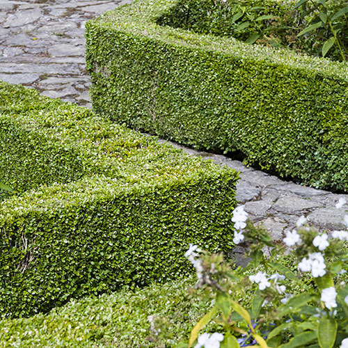 Box Hedging Pack