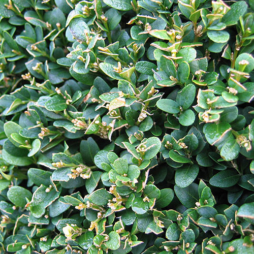 Box Hedging Pack