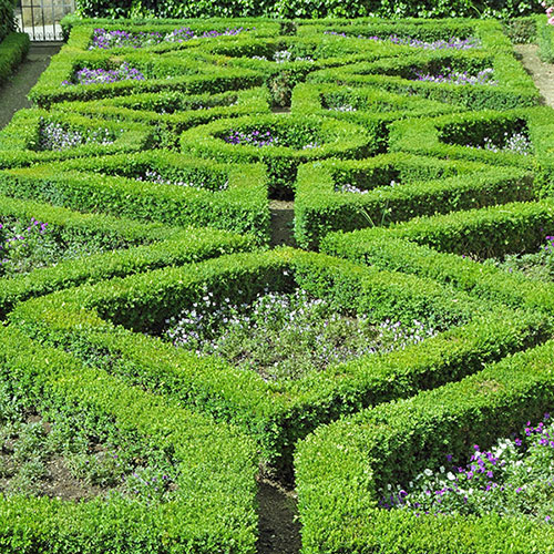 Box Hedging Pack
