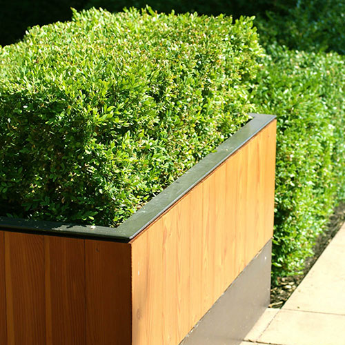 Box Hedging Pack