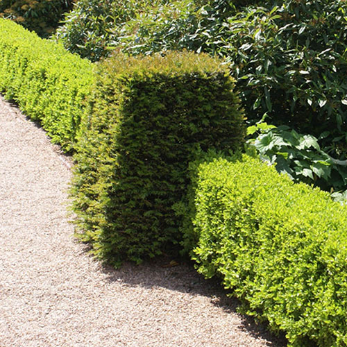 Box Hedging Pack