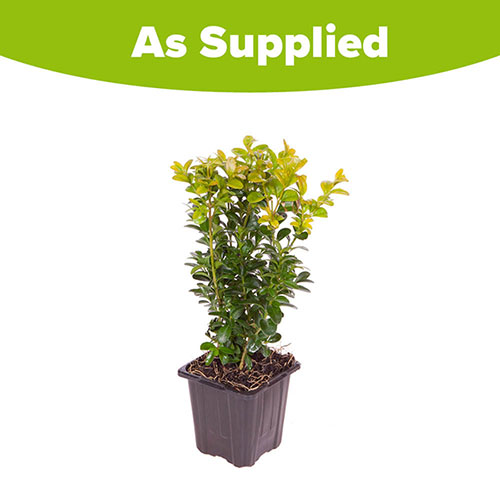 Box Hedging Pack