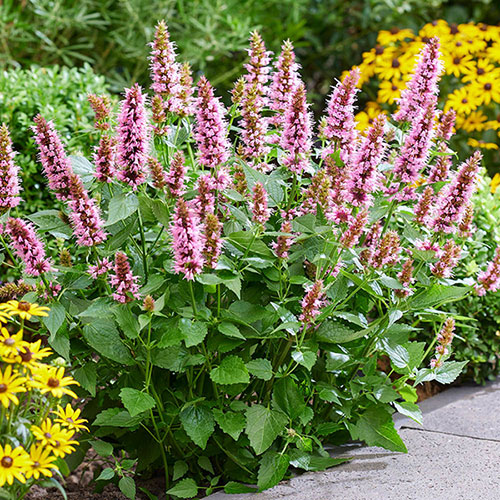 Agastache Beelicious Pink Agastache Beelicious Pink