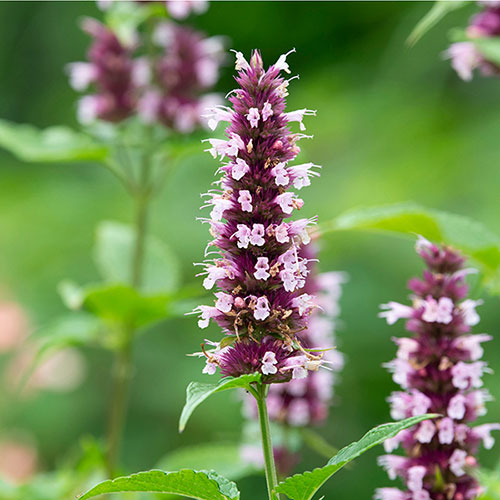 Agastache Beelicious Pink Agastache Beelicious Pink