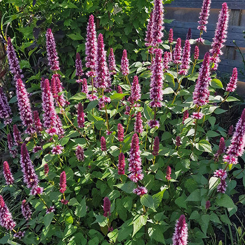Agastache Beelicious Pink Agastache Beelicious Pink
