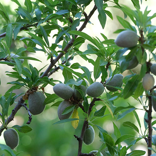 Almond Dulcis Tree Almond Dulcis Tree