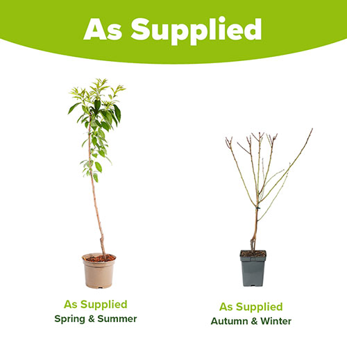 Almond Dulcis Tree Almond Dulcis Tree