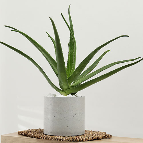 Aloe Vera Aloe Vera