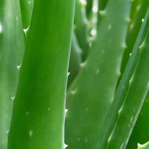 Aloe Vera Aloe Vera