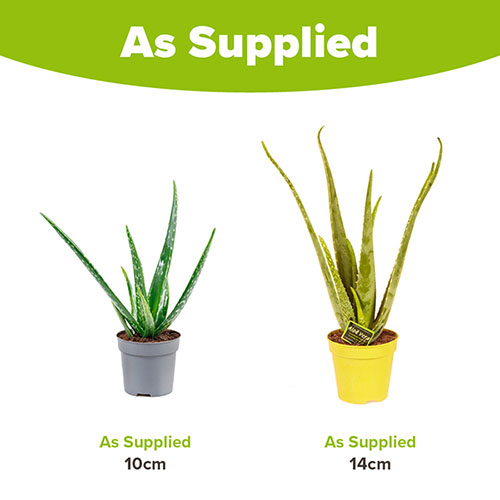 Aloe Vera Aloe Vera