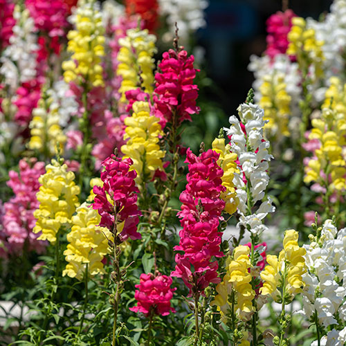 Antirrhinum Mini Butterflies Mix Antirrhinum Mini Butterflies Mix