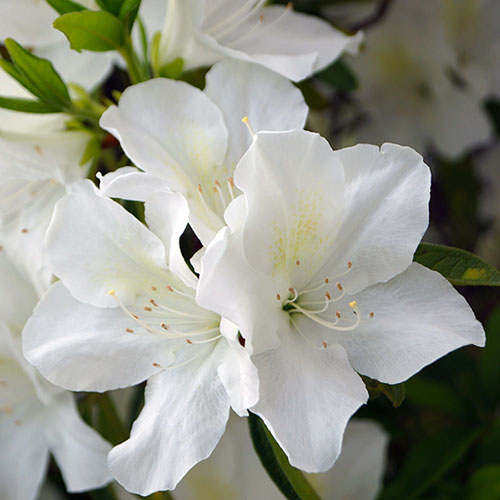 Azalea Encore Azalea Encore