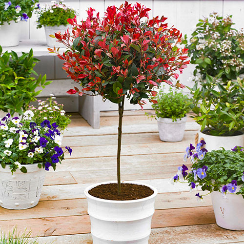 Photinia Carre Rouge Standard Trees
