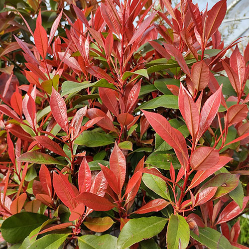Photinia Carre Rouge Standard Trees