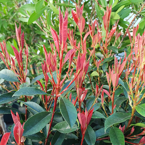 Photinia Carre Rouge Standard Trees