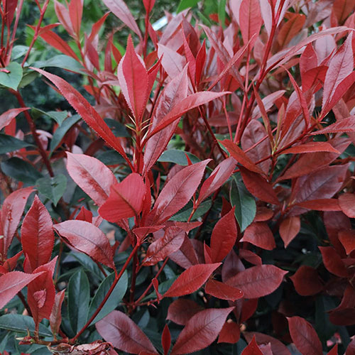 Photinia Carre Rouge Standard Trees