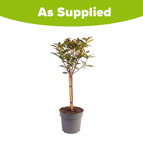 Photinia Carre Rouge Standard Trees