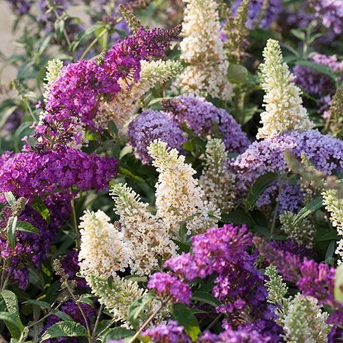 Tricolour Buddleia Butterfly Bush Tricolour Buddleia Butterfly Bush