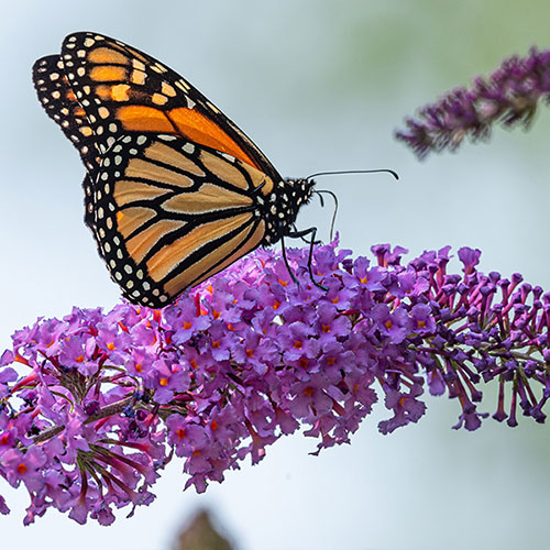 Tricolour Buddleia Butterfly Bush Tricolour Buddleia Butterfly Bush