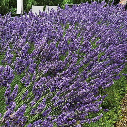 Lavender English Hidcote Hedging Lavender English Hidcote Hedging